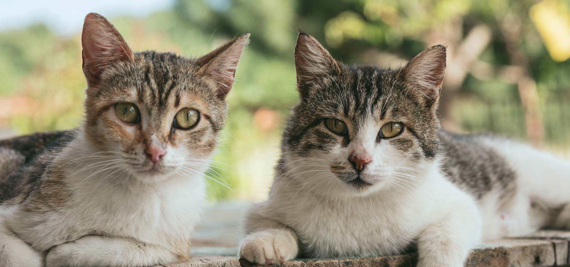 two cats sitting on fence