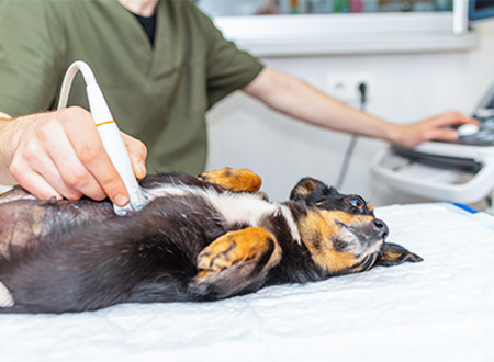 dog laying down and receiving ultrasound