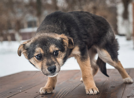 anxious puppy