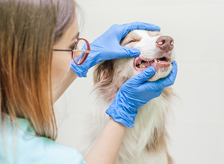 veterinarian examining dog's teeth