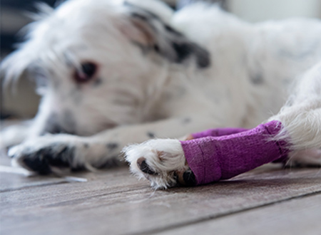 white dog on floor with pink bandaged leg