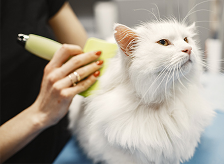 white long-haired cat gets a brush groom