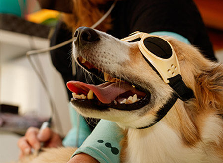 dog with safety goggles receiving laser therapy