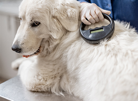 big white dog being scanned with microchip tool