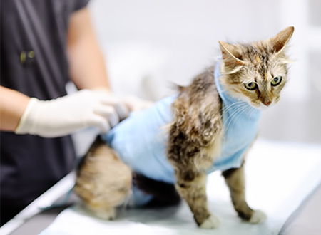 cat sits on table with surgical vest