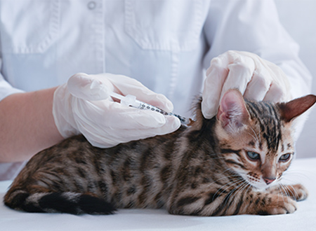 cat receiving vaccine shot