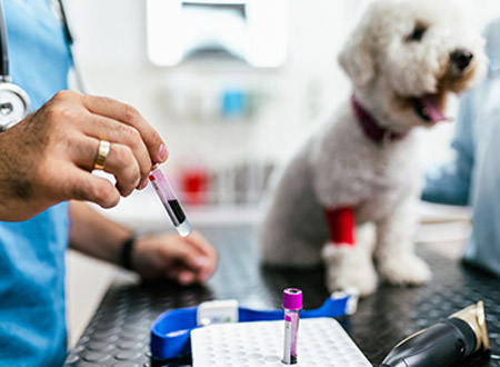 vet holds blood vial with dog patient in background